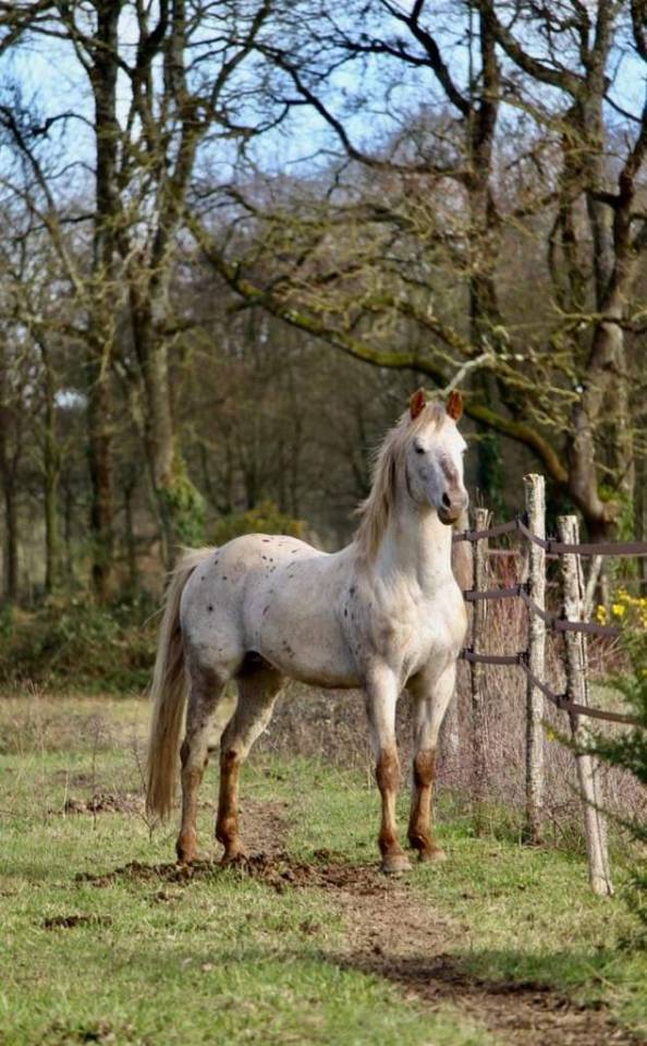 Stallion Appaloosa For sale 2014 Other color