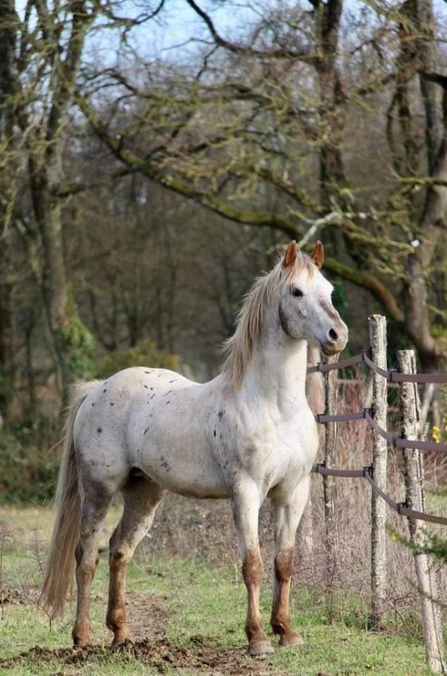 Stallion Appaloosa For sale 2014 Other color