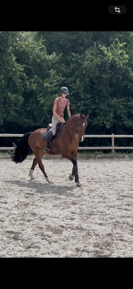 Gelding Zangersheide For sale 2021 Bay