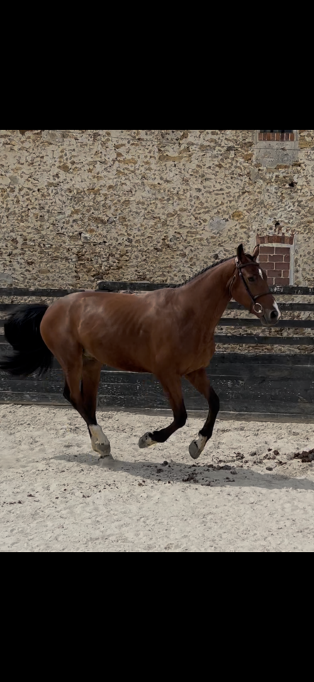 Gelding Zangersheide For sale 2021 Bay