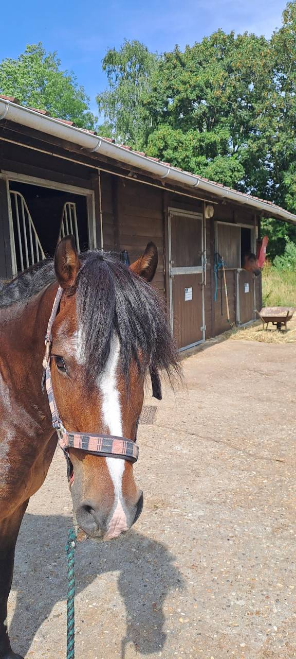 Gelding No Origin Recorded For sale 2011 Dark Bay