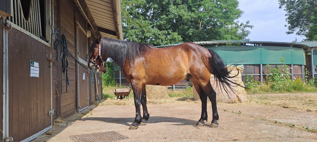 Gelding No Origin Recorded For sale 2011 Dark Bay