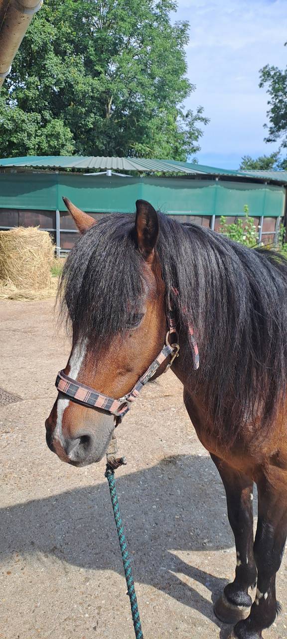 Gelding No Origin Recorded For sale 2011 Dark Bay