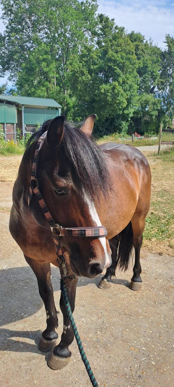 Gelding No Origin Recorded For sale 2011 Dark Bay