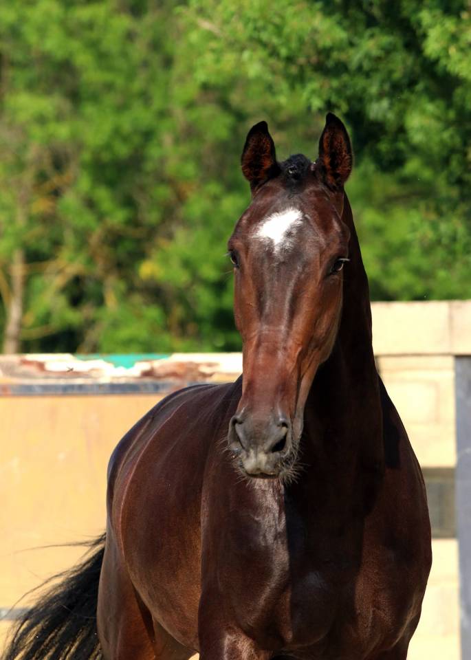 Gelding KWPN Dutch Warmblood For sale 2018 Dark Bay