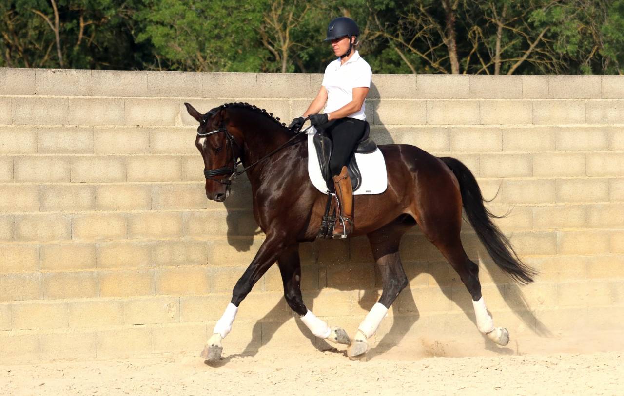 Gelding KWPN Dutch Warmblood For sale 2018 Dark Bay