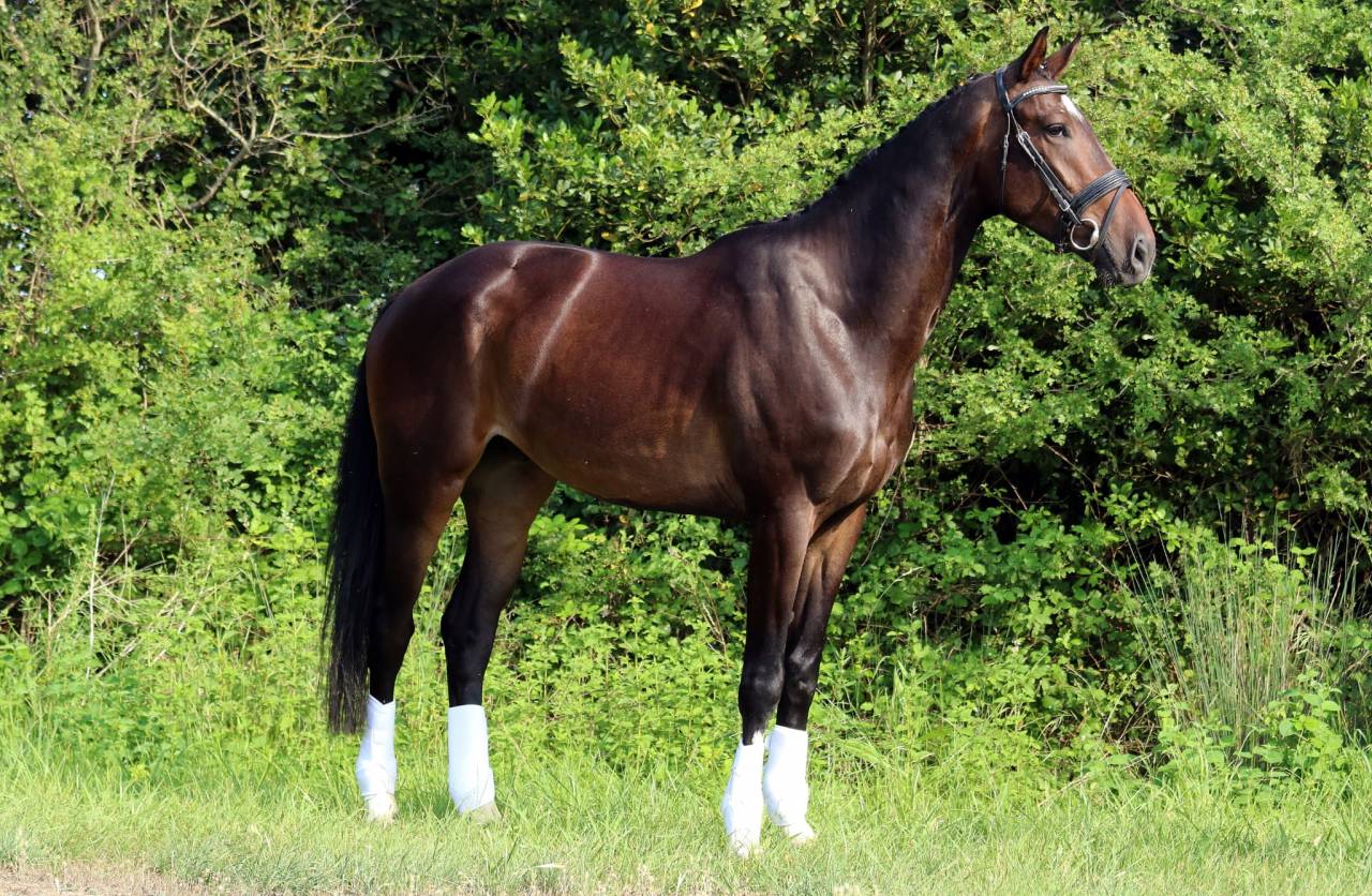 Gelding KWPN Dutch Warmblood For sale 2018 Dark Bay