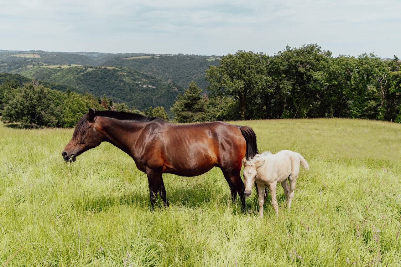 Mare Arabian Thoroughbred For sale 2010 Dark Bay