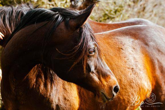 Mare Arabian Thoroughbred For sale 2010 Dark Bay