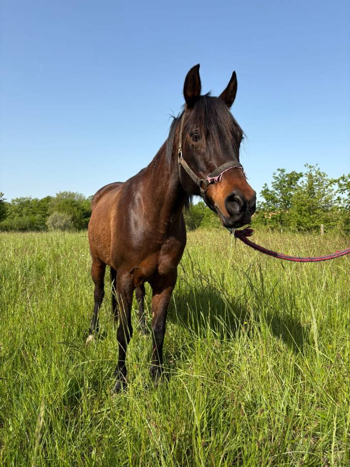 Mare Arabian Thoroughbred For sale 2010 Dark Bay