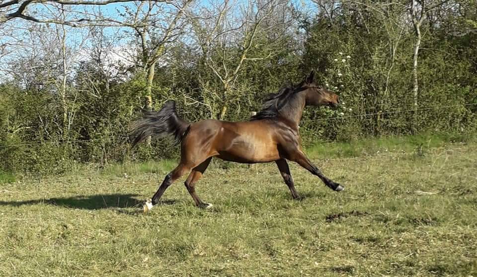Mare Arabian Thoroughbred For sale 2010 Dark Bay