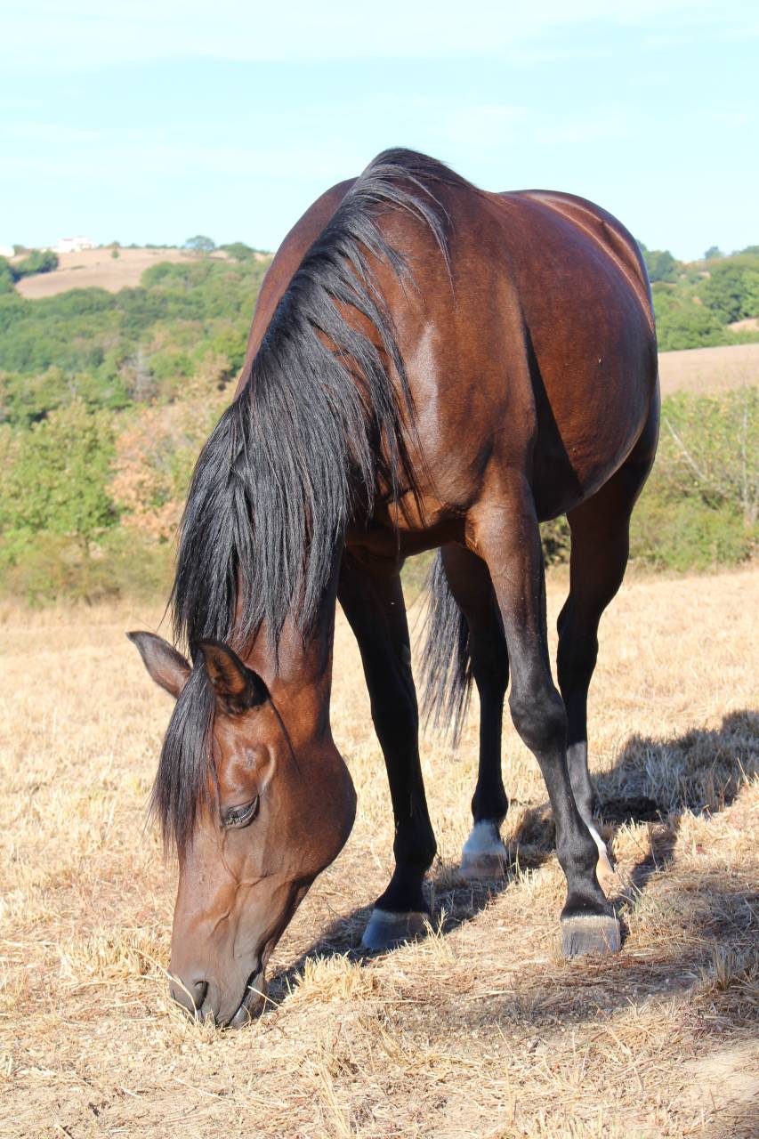 Mare Arabian Thoroughbred For sale 2010 Dark Bay