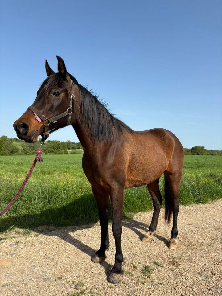 Mare Arabian Thoroughbred For sale 2010 Dark Bay