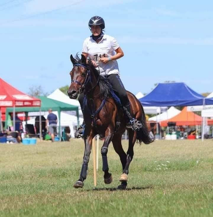 Mare Arabian Thoroughbred For sale 2010 Dark Bay