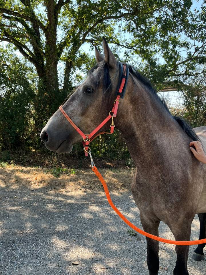 Gelding Barb For sale 2022 Grey