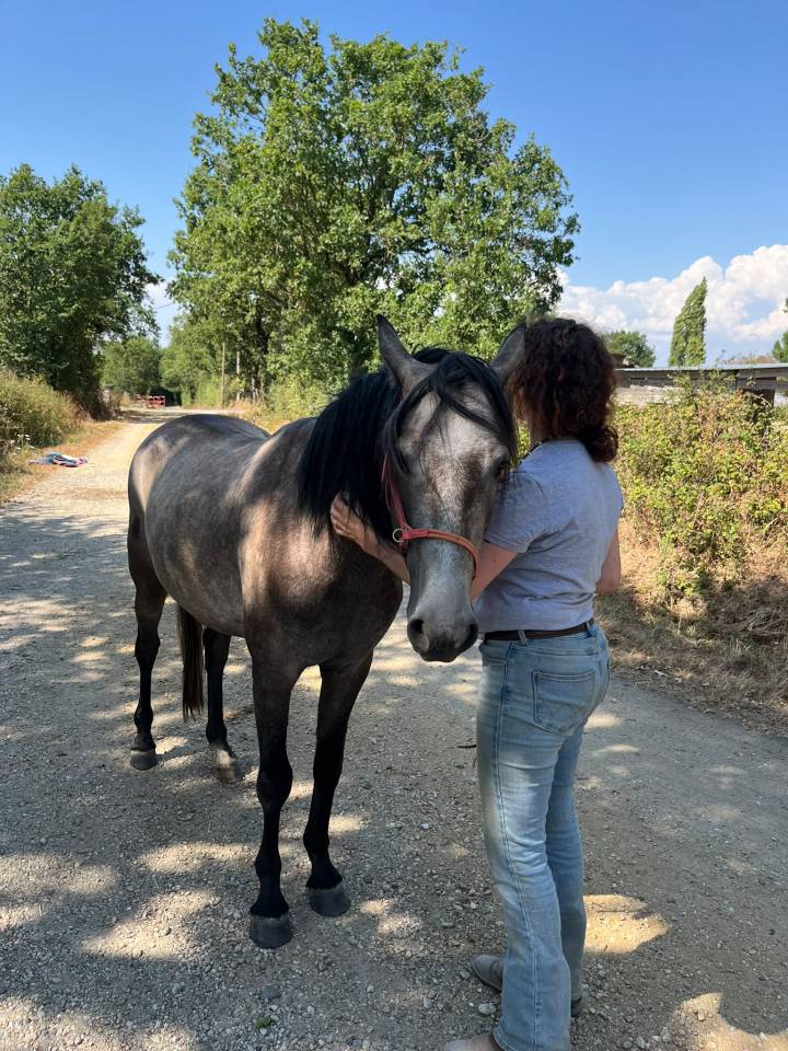 Gelding Barb For sale 2022 Grey