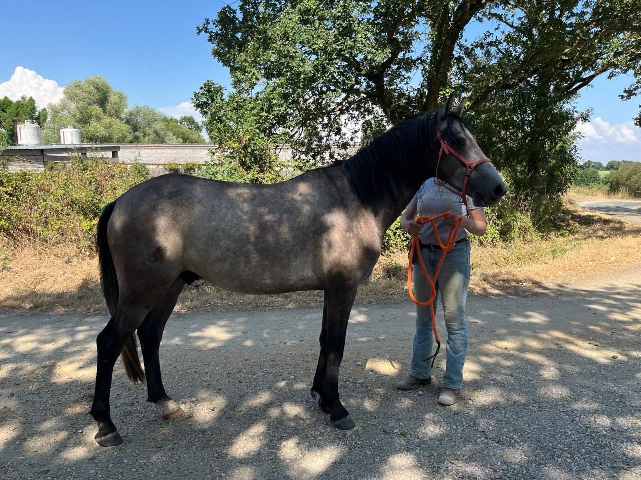 Gelding Barb For sale 2022 Grey