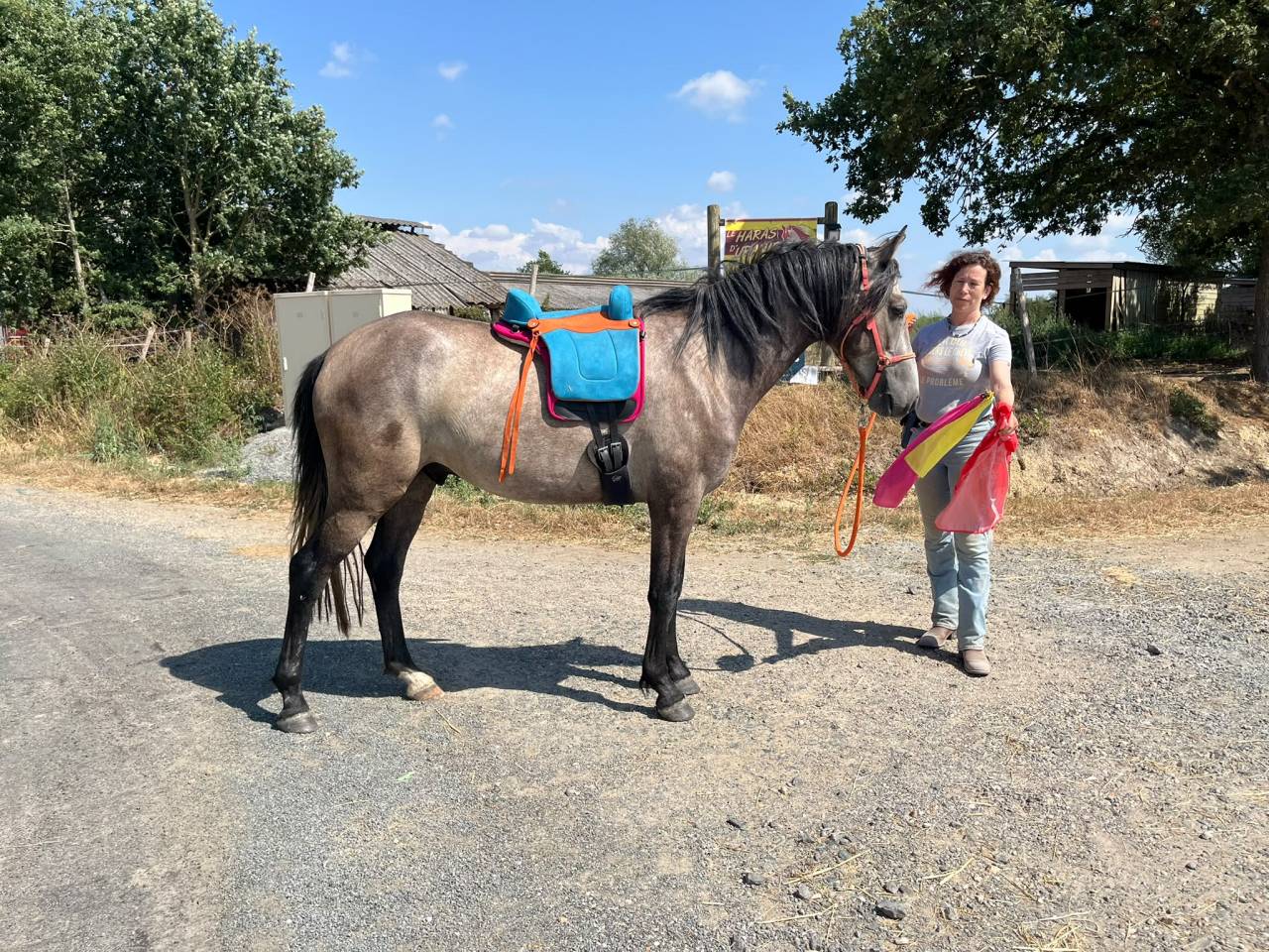 Gelding Barb For sale 2022 Grey