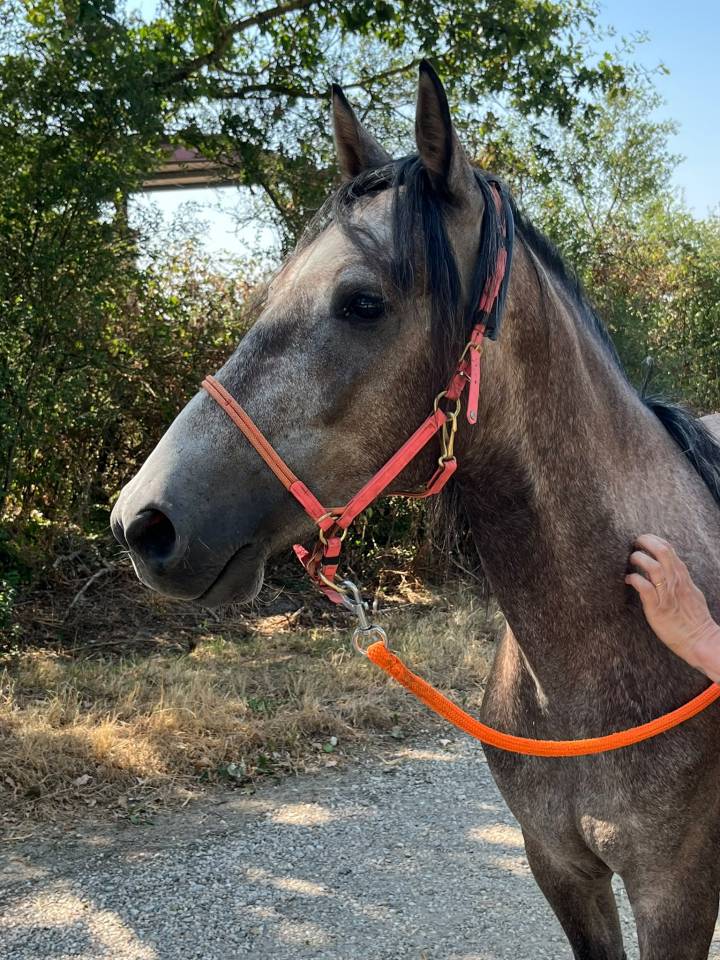 Gelding Barb For sale 2022 Grey