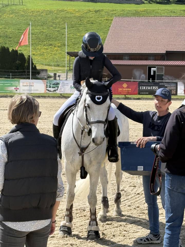 Mare Connemara For sale 2016 Grey