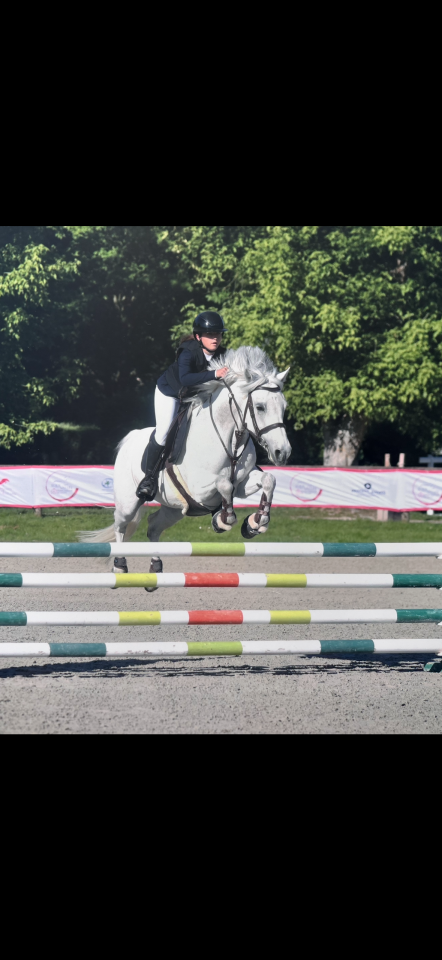 Mare Connemara For sale 2016 Grey