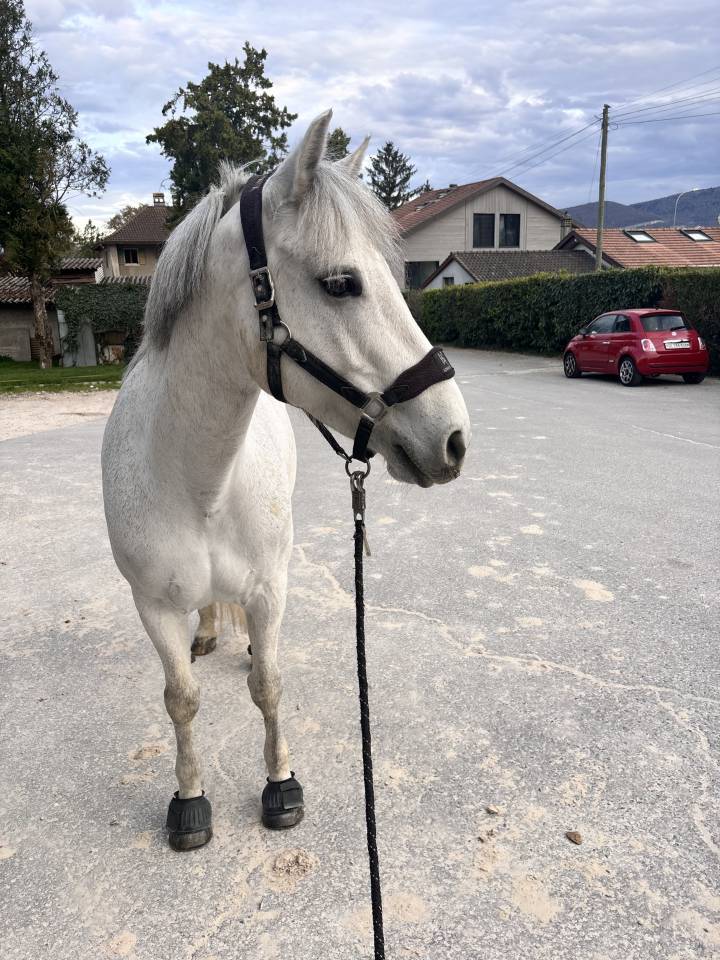 Mare Connemara For sale 2016 Grey