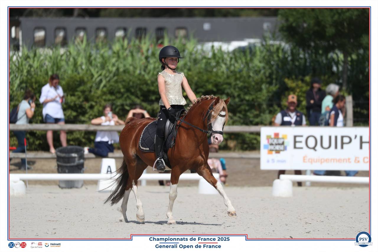 Stallion Welsh Pony (Section B) For sale 2013 Chesnut