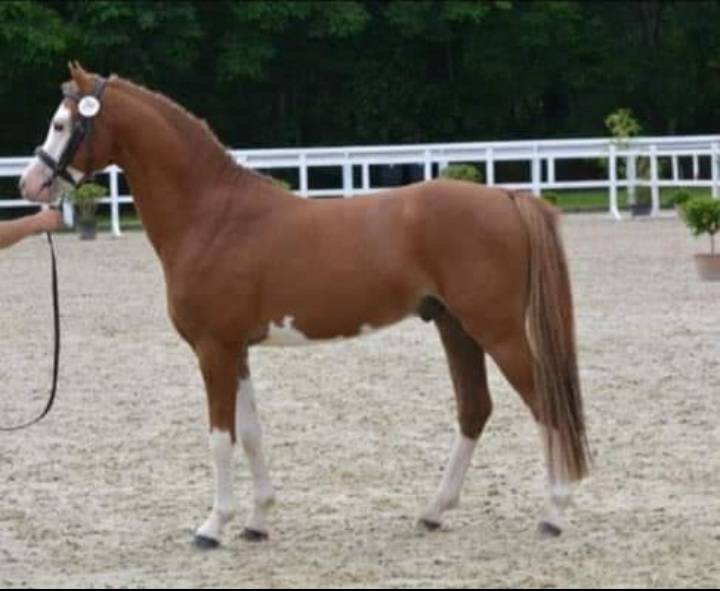 Stallion Welsh Pony (Section B) For sale 2013 Chesnut