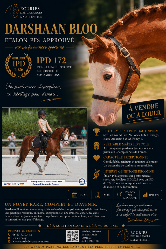 Stallion Welsh Pony (Section B) For sale 2013 Chesnut