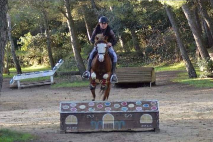 Stallion Welsh Pony (Section B) For sale 2013 Chesnut