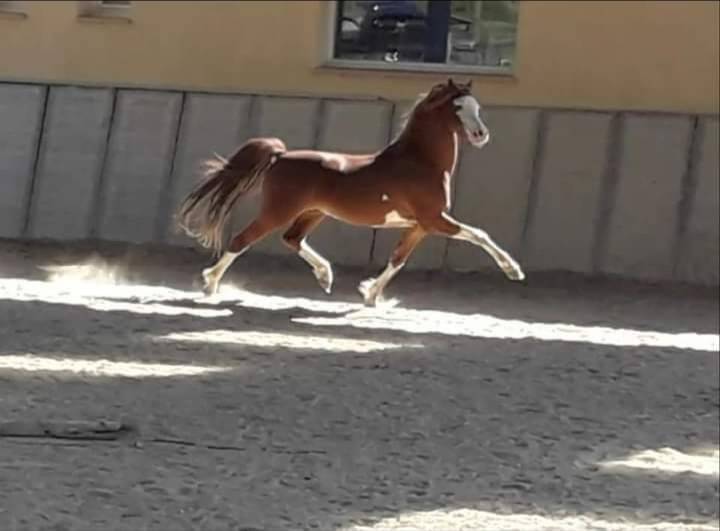 Stallion Welsh Pony (Section B) For sale 2013 Chesnut