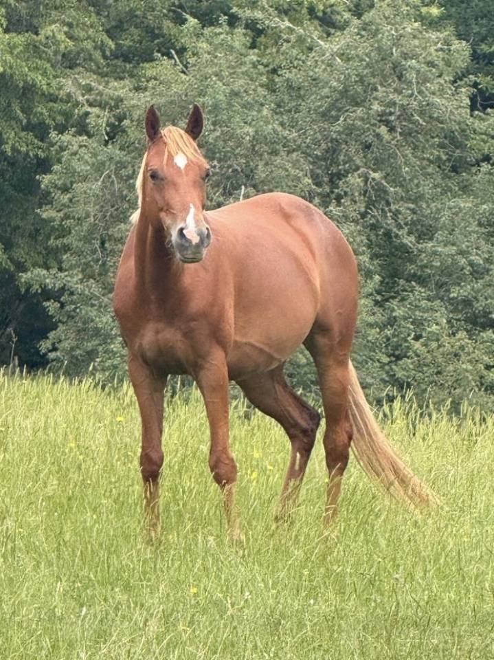 Mare Welsh Part Bred For sale 2021 Chesnut