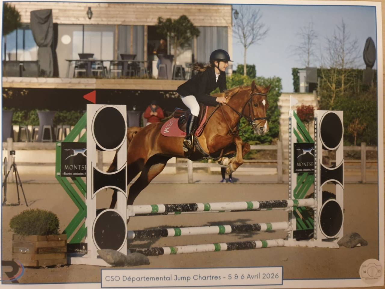 Mare Welsh Part Bred For sale 2021 Chesnut
