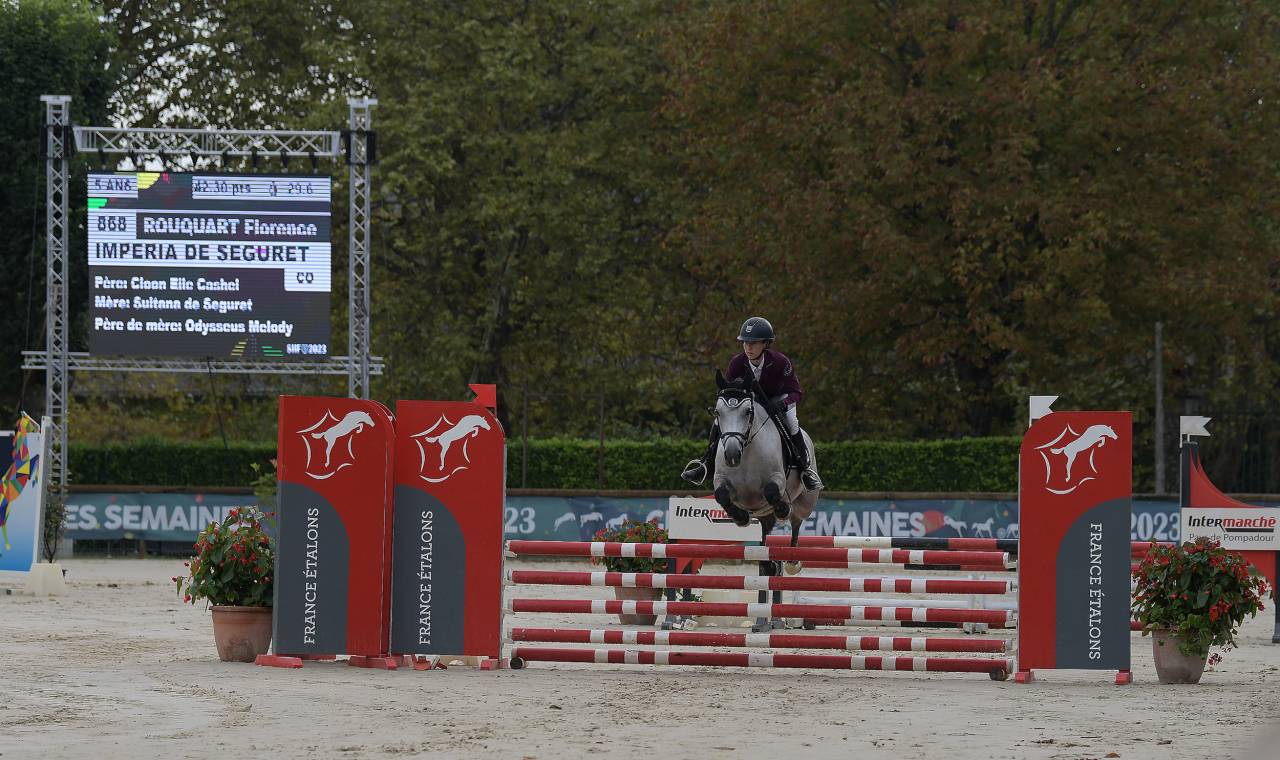 Mare Connemara For sale 2018 Grey