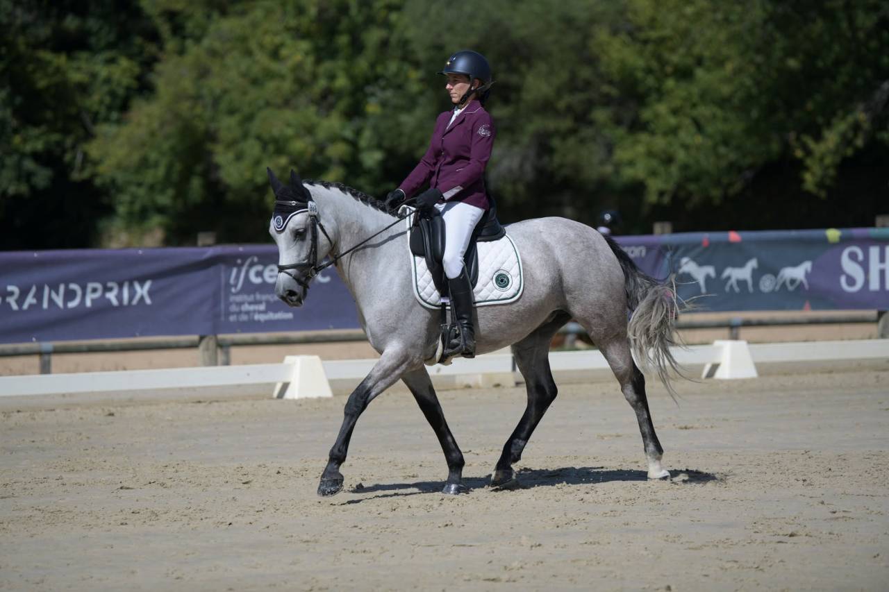 Mare Connemara For sale 2018 Grey