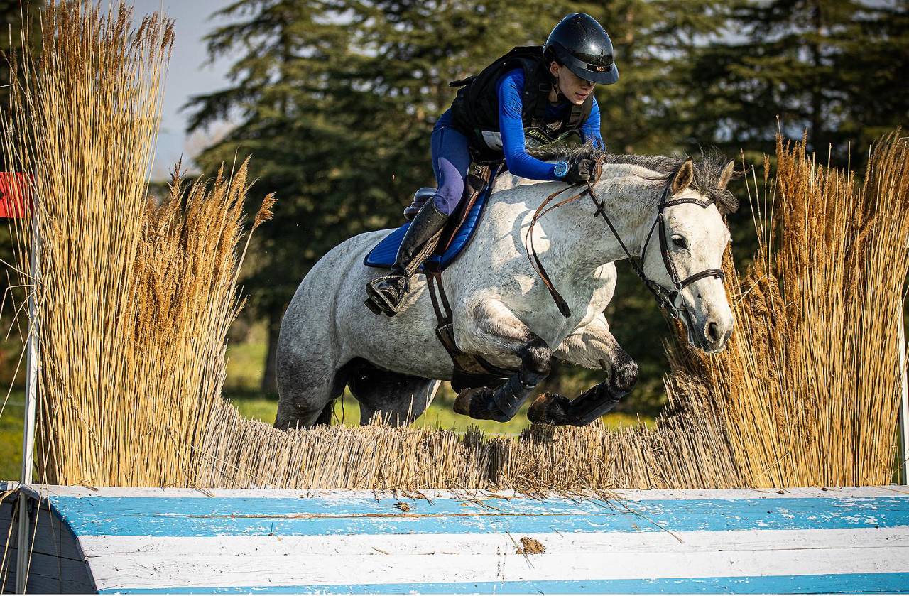 Mare Connemara For sale 2018 Grey