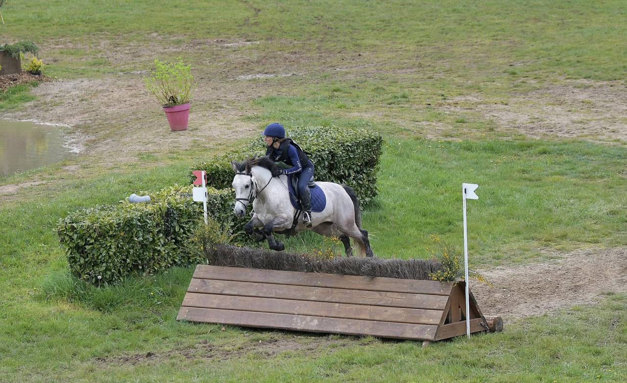 Mare Connemara For sale 2018 Grey