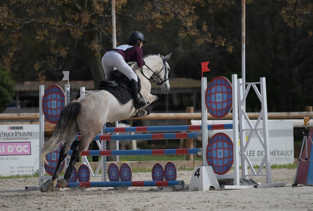 Mare Connemara For sale 2018 Grey