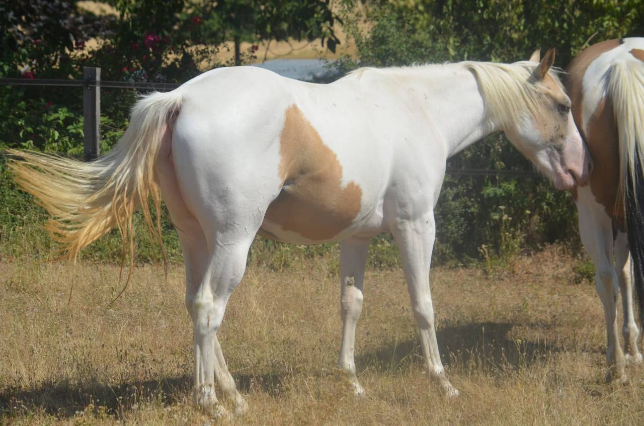 Mare Paint For sale 2024 Tobiano