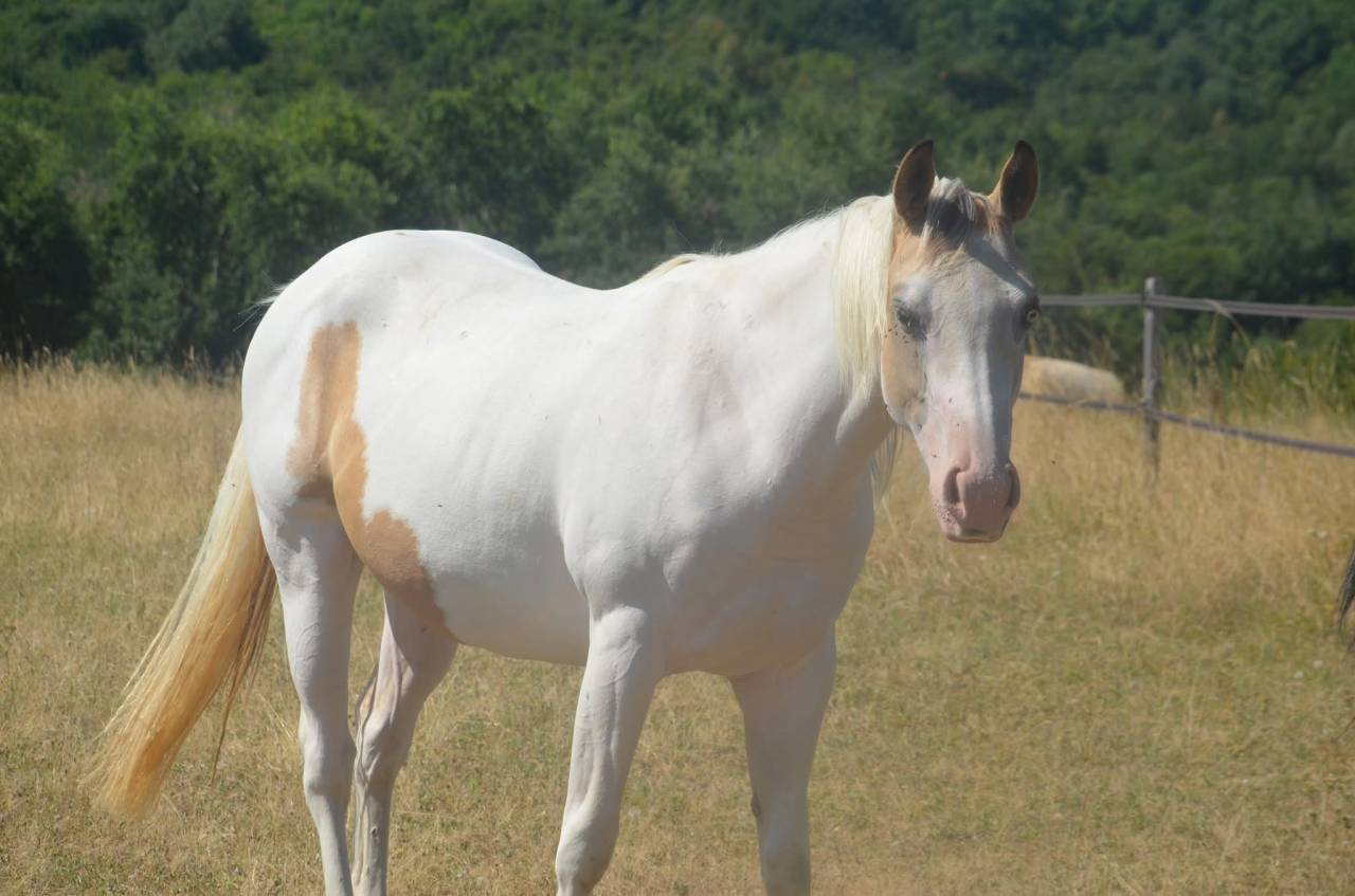 Mare Paint For sale 2024 Tobiano
