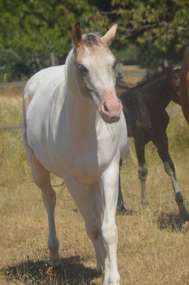 Mare Paint For sale 2024 Tobiano