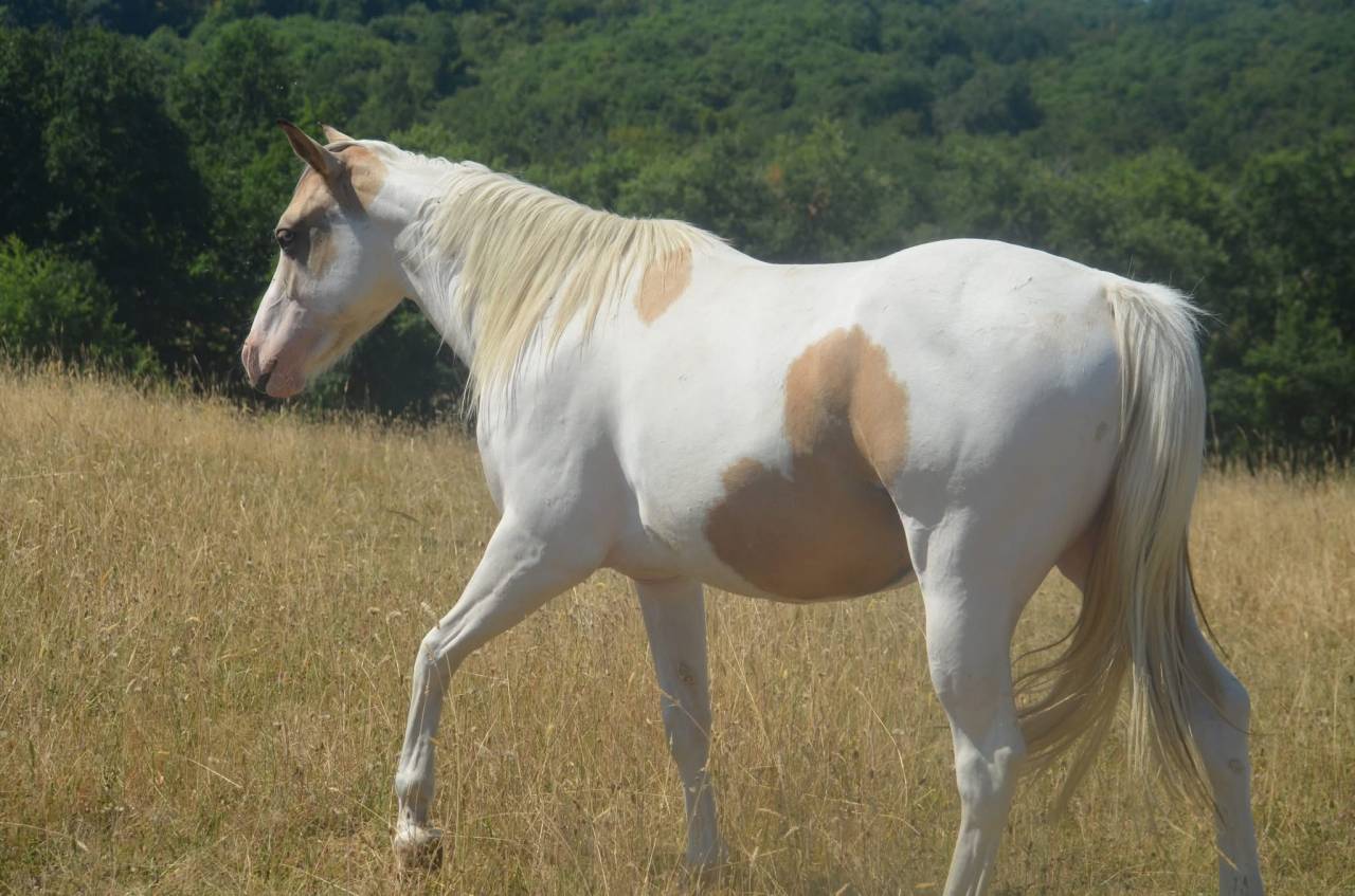 Mare Paint For sale 2024 Tobiano