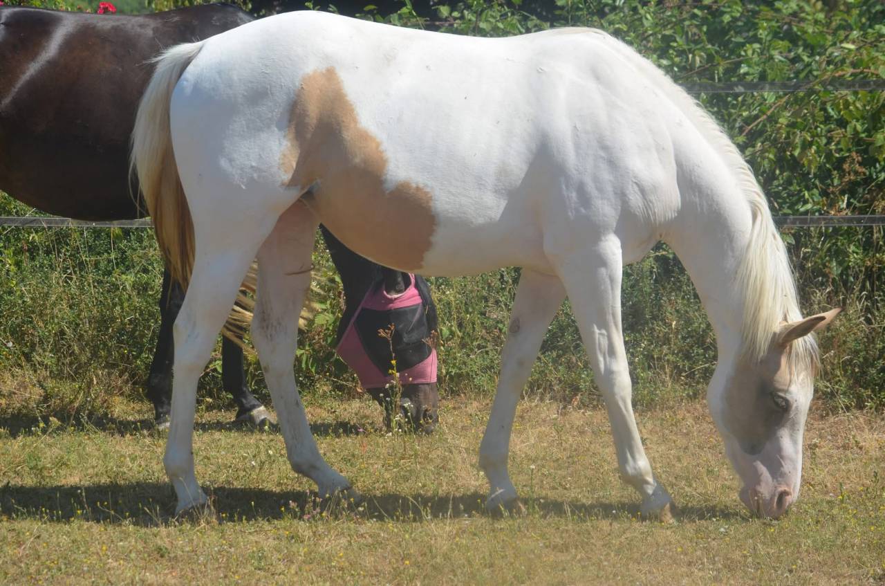 Mare Paint For sale 2024 Tobiano
