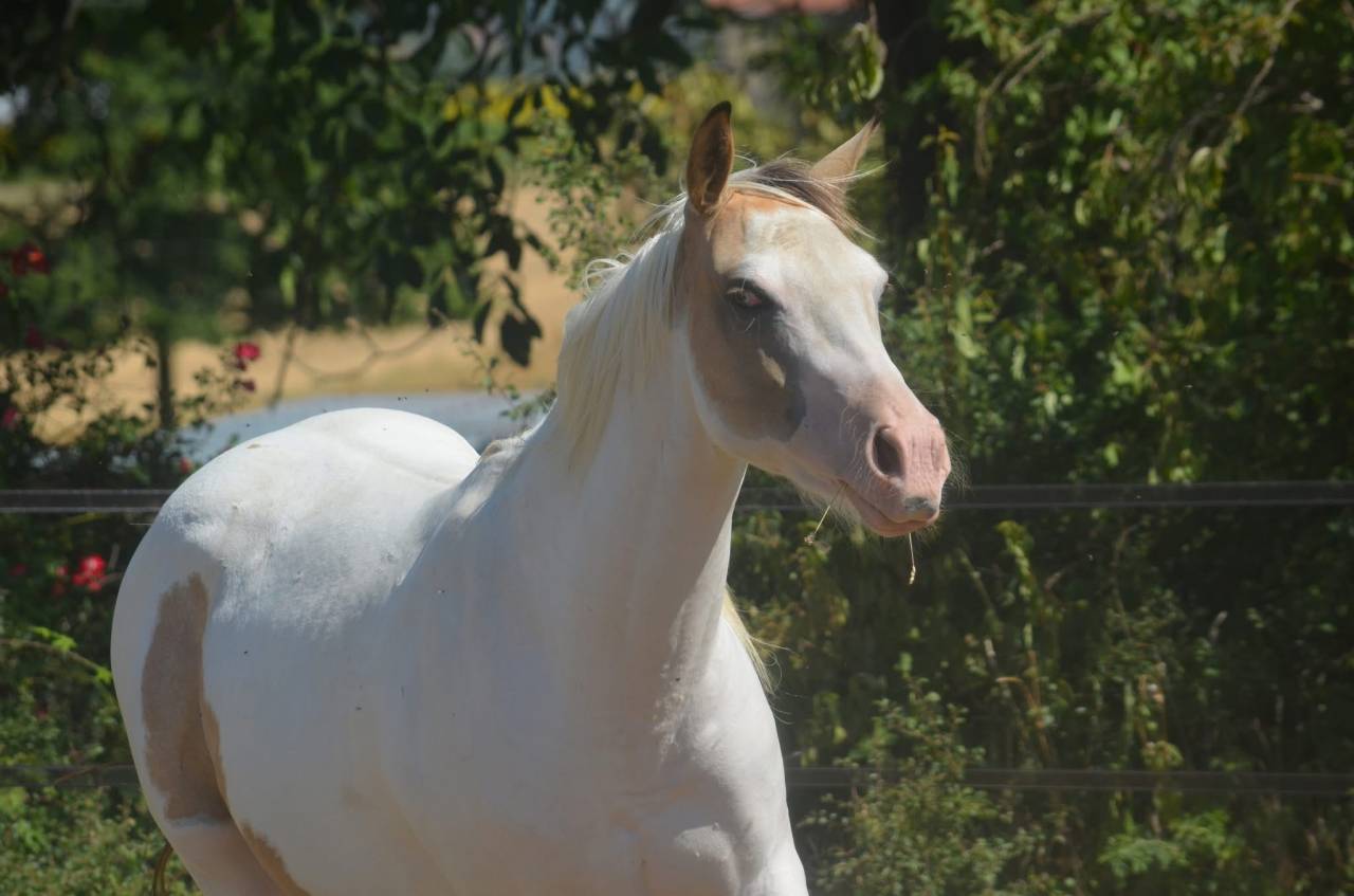 Mare Paint For sale 2024 Tobiano