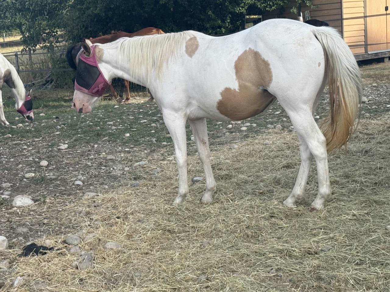 Mare Paint For sale 2024 Tobiano