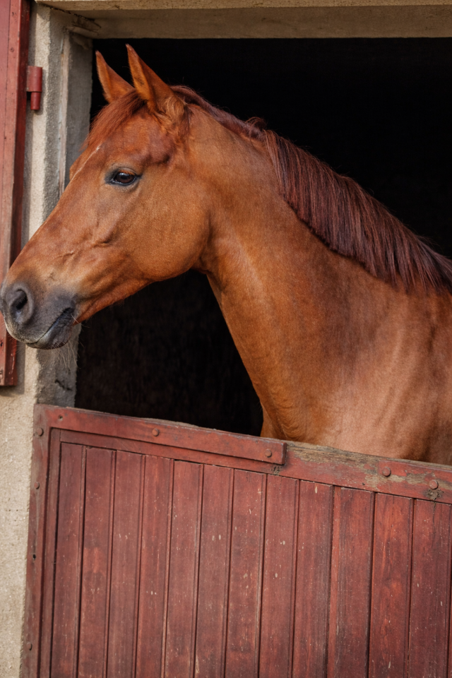 Mare KWPN Dutch Warmblood For sale 2016 Liver chestnut
