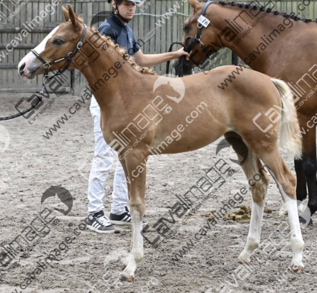 Filly French Saddle Pony For sale 2026 Silver dapple