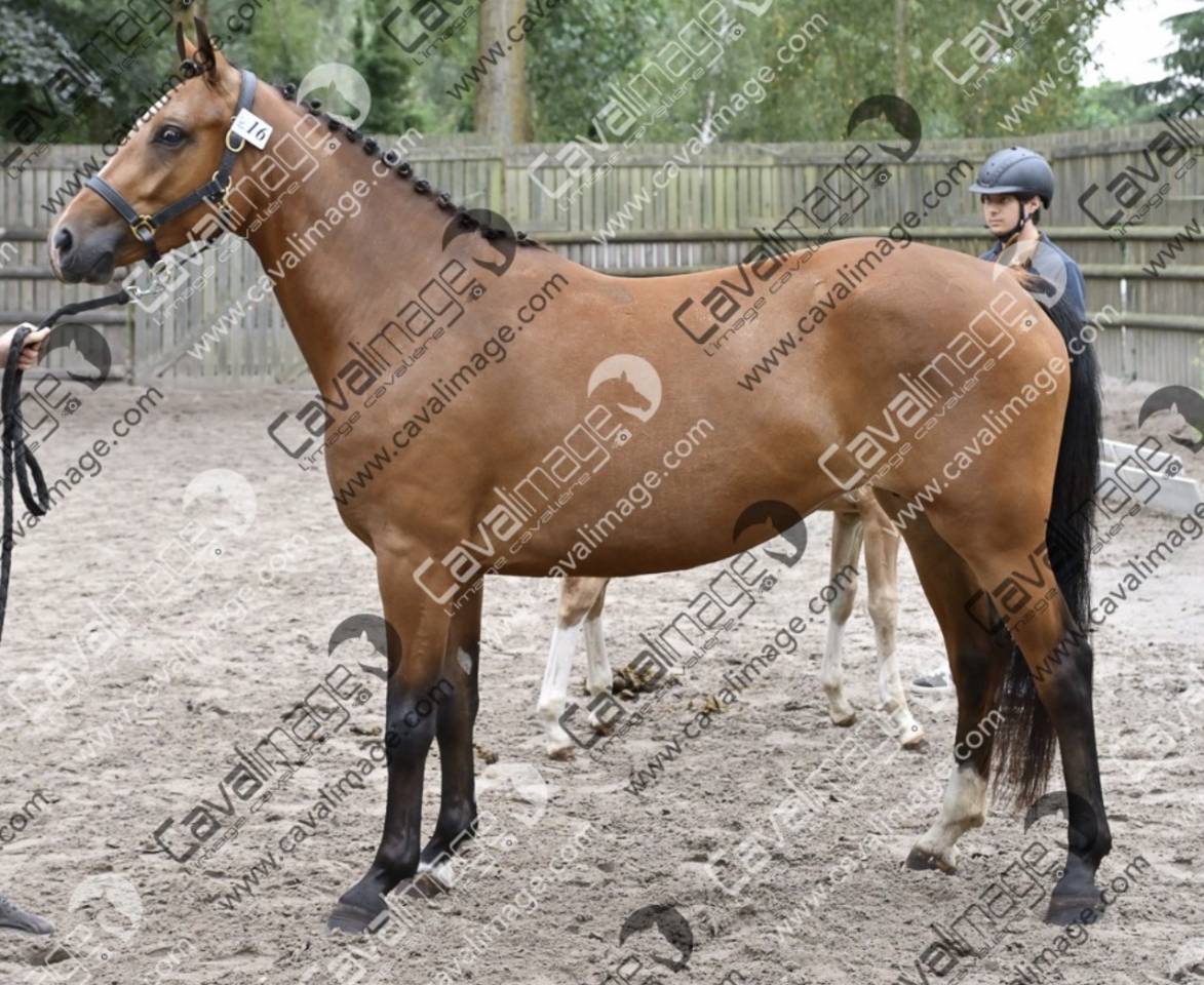 Broodmare French Saddle Pony For sale 2023 Bay