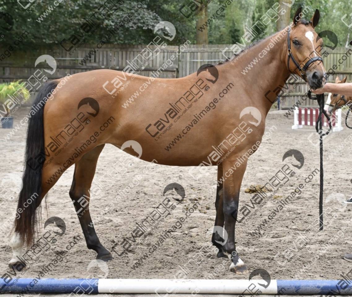 Broodmare French Saddle Pony For sale 2023 Bay