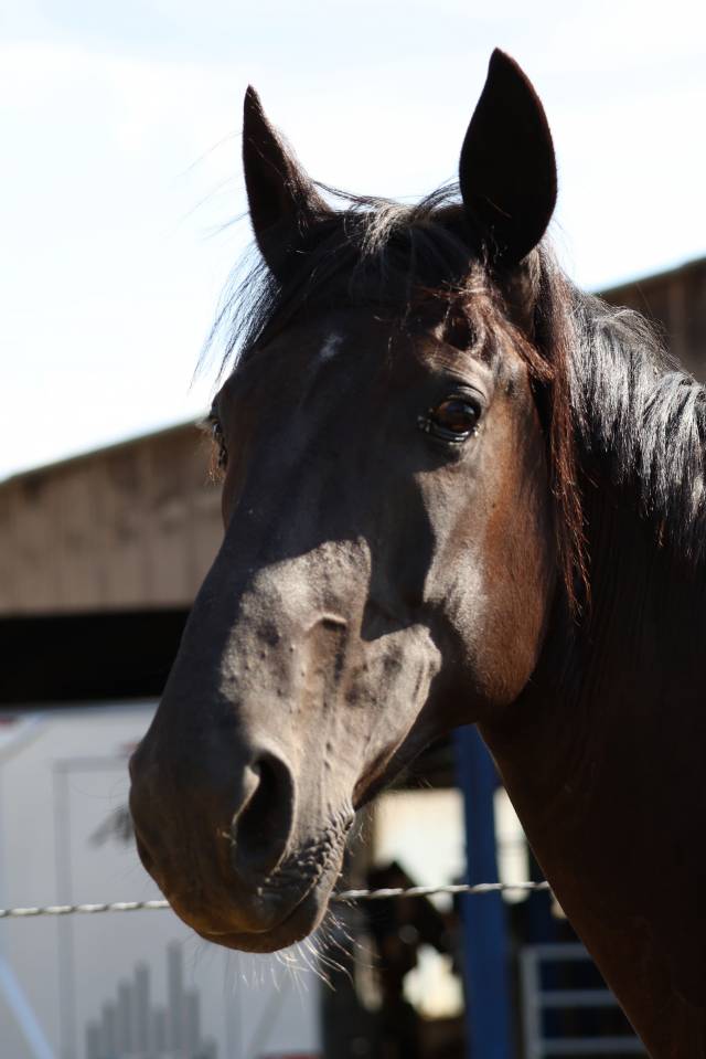 Broodmare Origin Recorded For sale 2019 Black